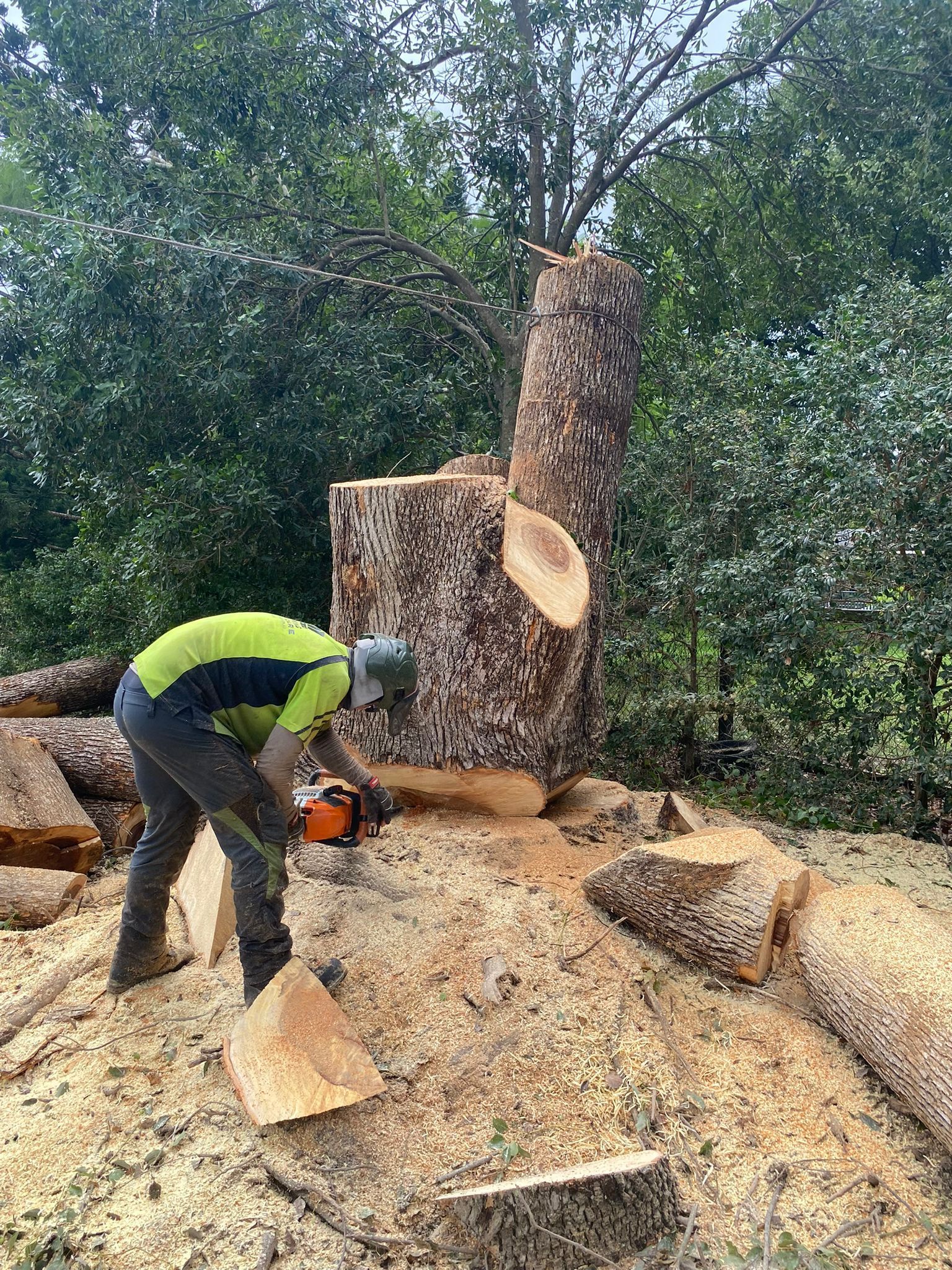 Professional tree maintenance for body corporates, schools, real estate agencies and commercial properties