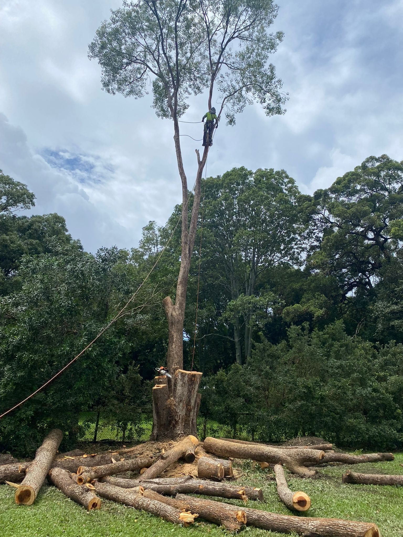 Worker climbing a tall tree trunk beside cut logs in a wooded clearing