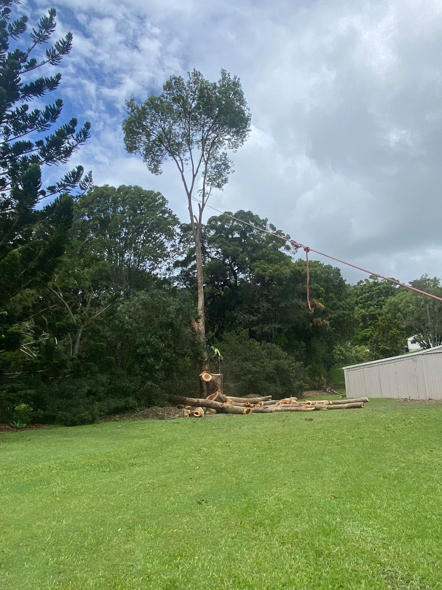 Tall tree stump in a grassy yard beside dense trees and a white fence under a cloudy sky