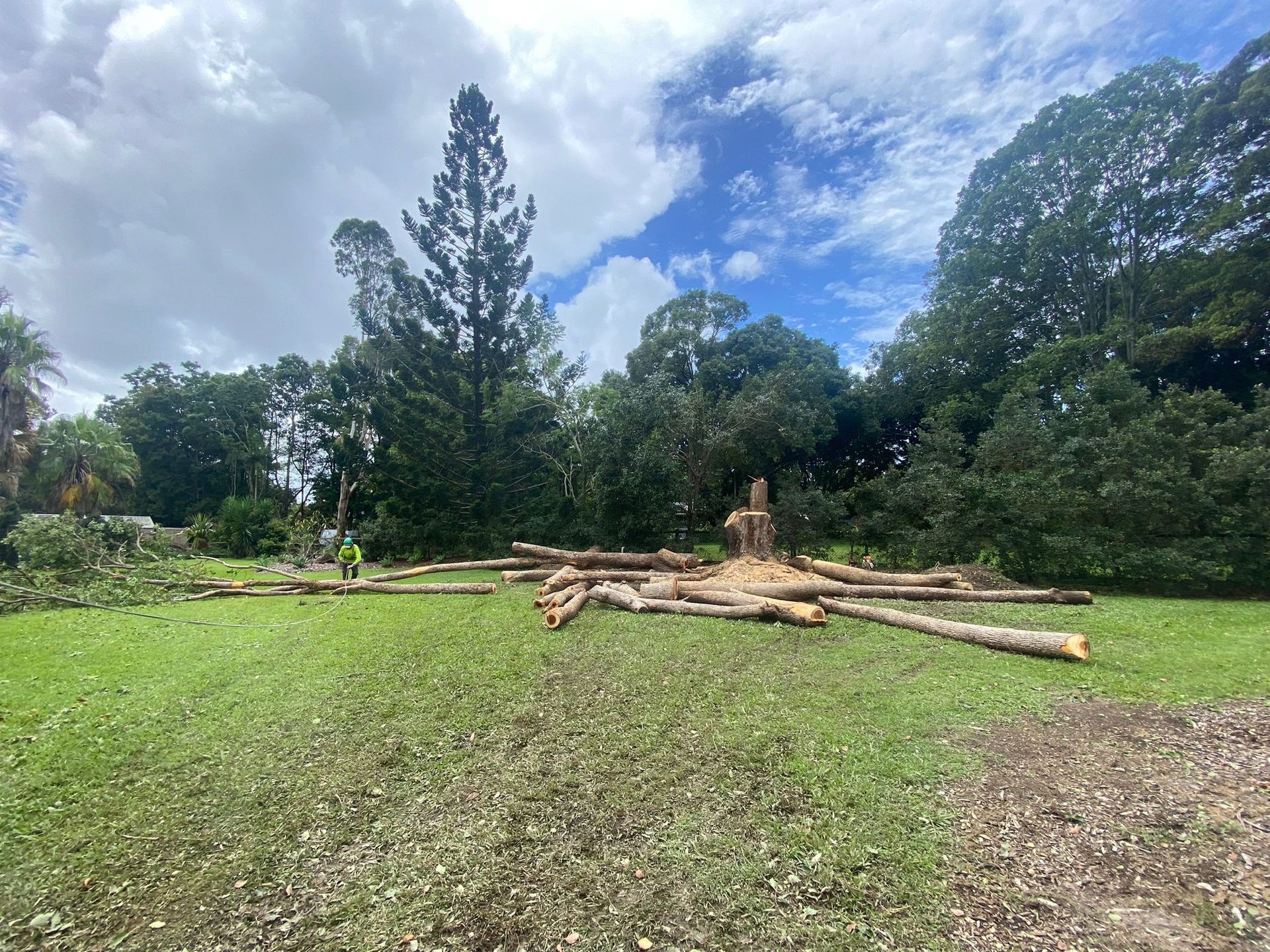 Piled logs in a grassy park clearing under a blue sky with trees