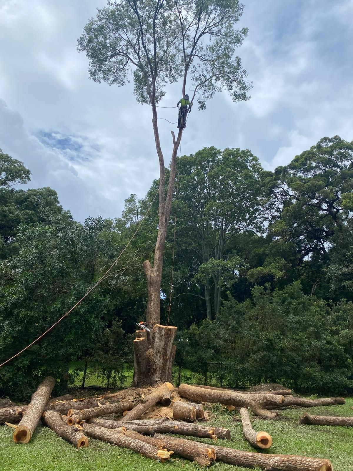 Person climbing a tall tree being cut down, with logs piled on the ground in a forest clearing.