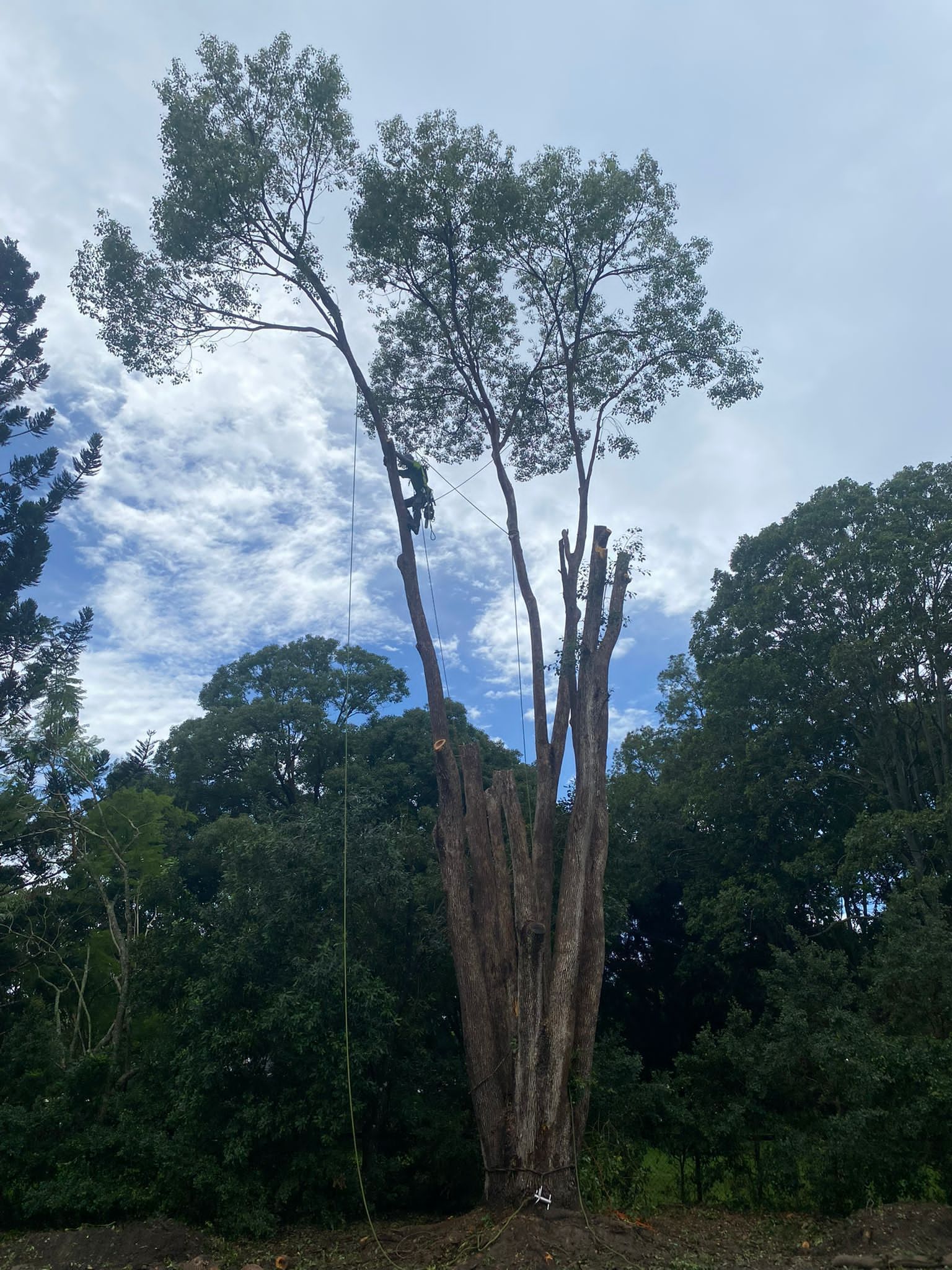Tall tree with a split trunk in a forest clearing under a cloudy sky