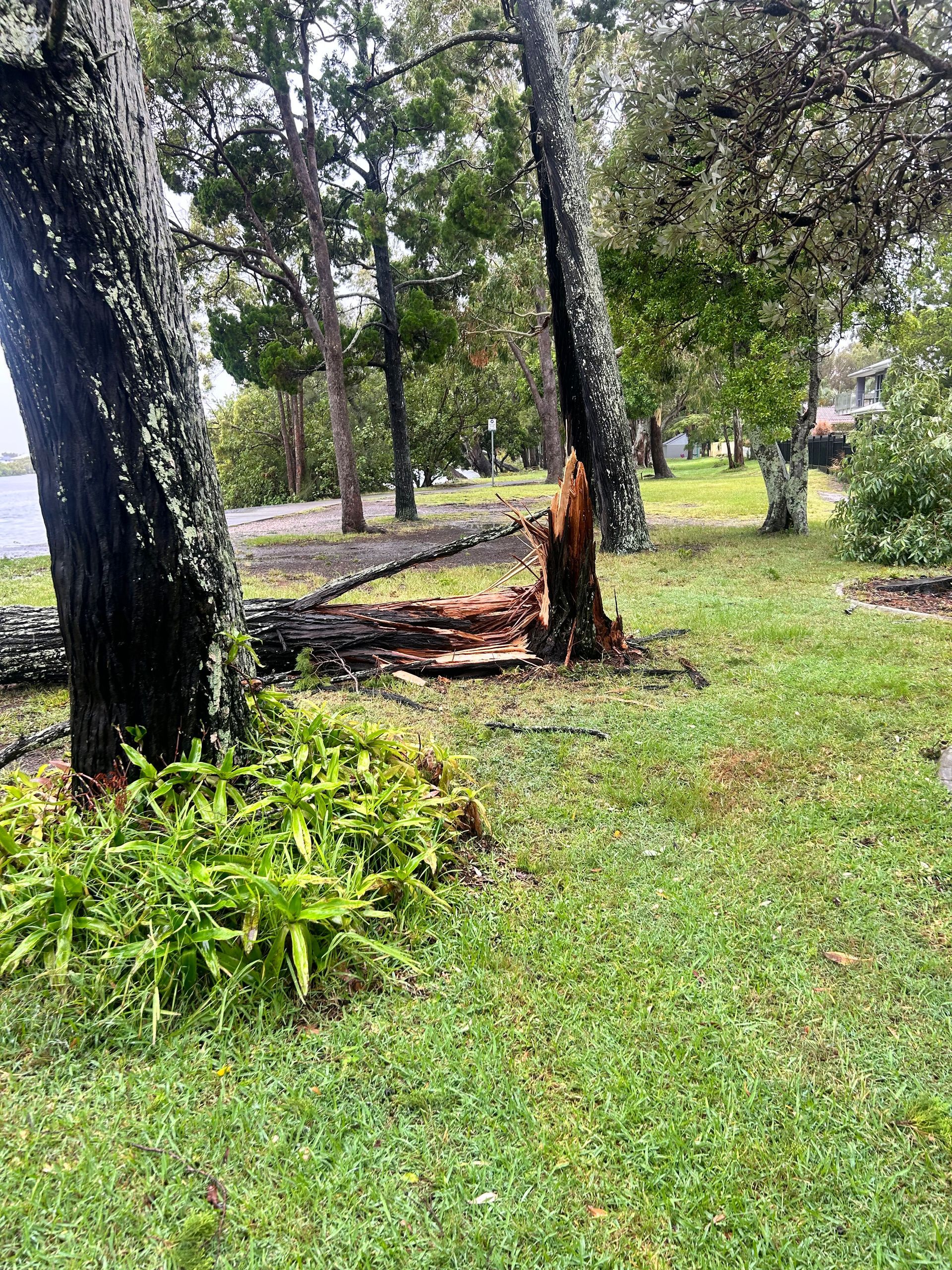 Rain-soaked park with a split tree trunk, fallen branches, and green grass after storm damage
