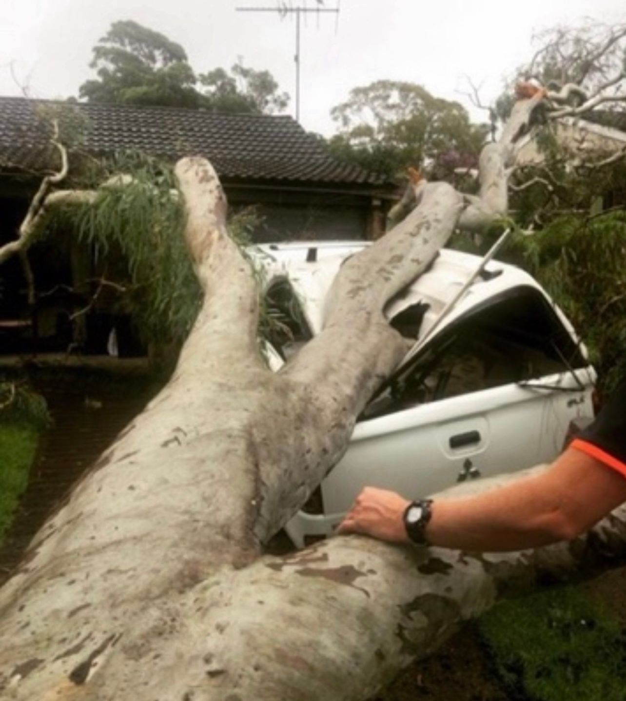 Fallen tree trunk crushing a white car in a yard, with a person inspecting the damage.