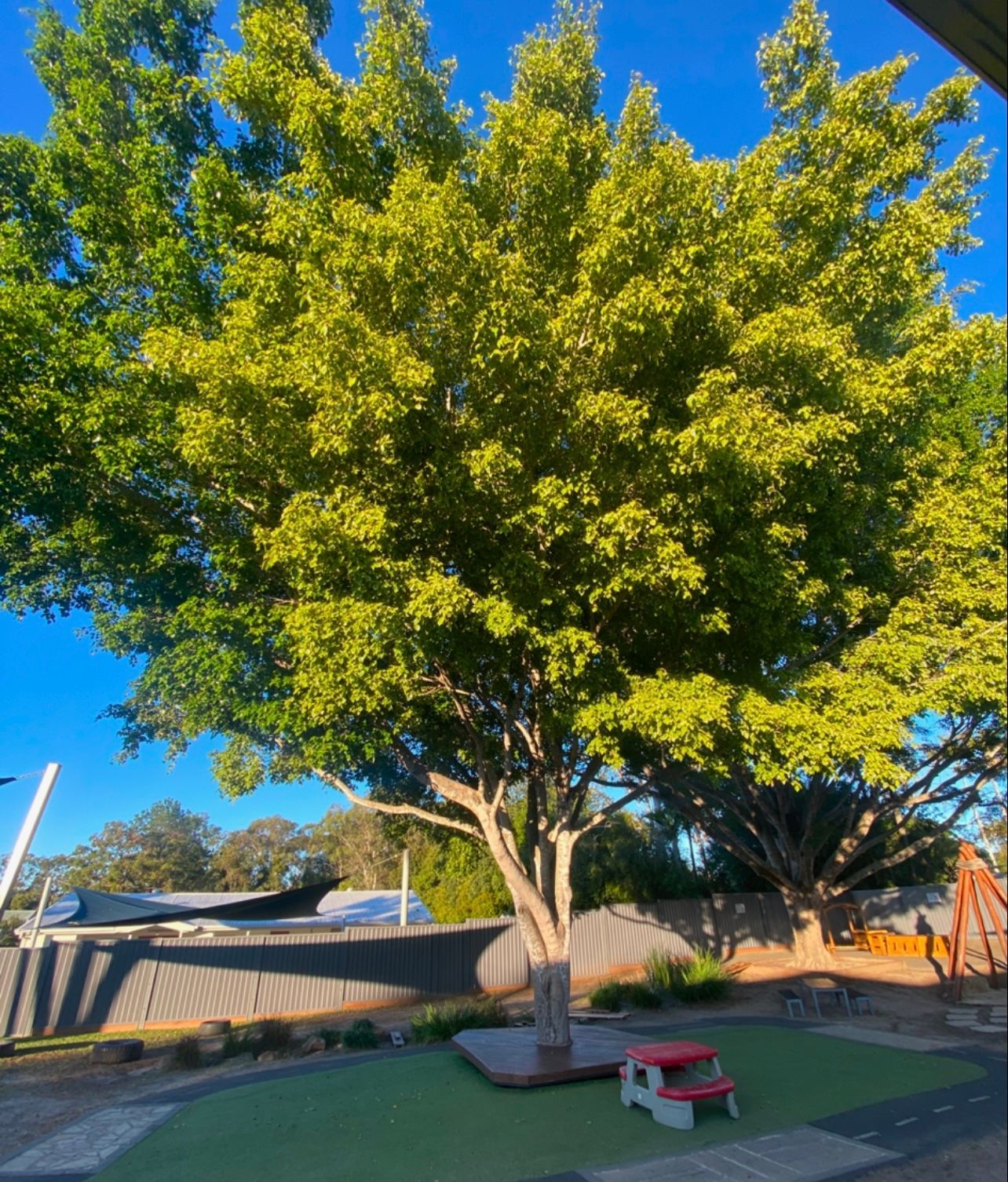 Large leafy tree in a sunny backyard with a patio, red bench, and clear blue sky.