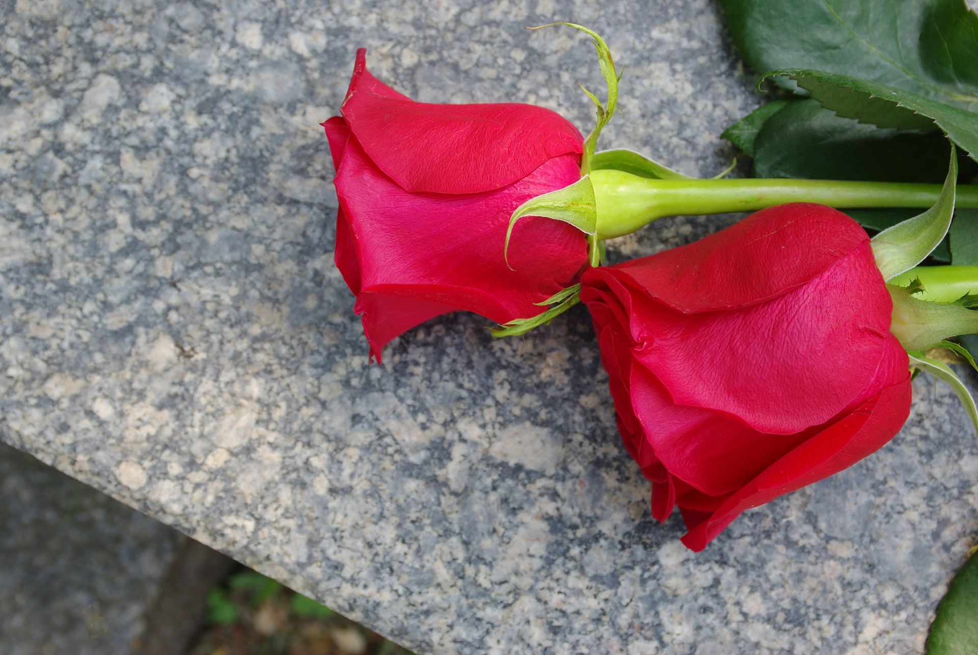 Roses on marble
