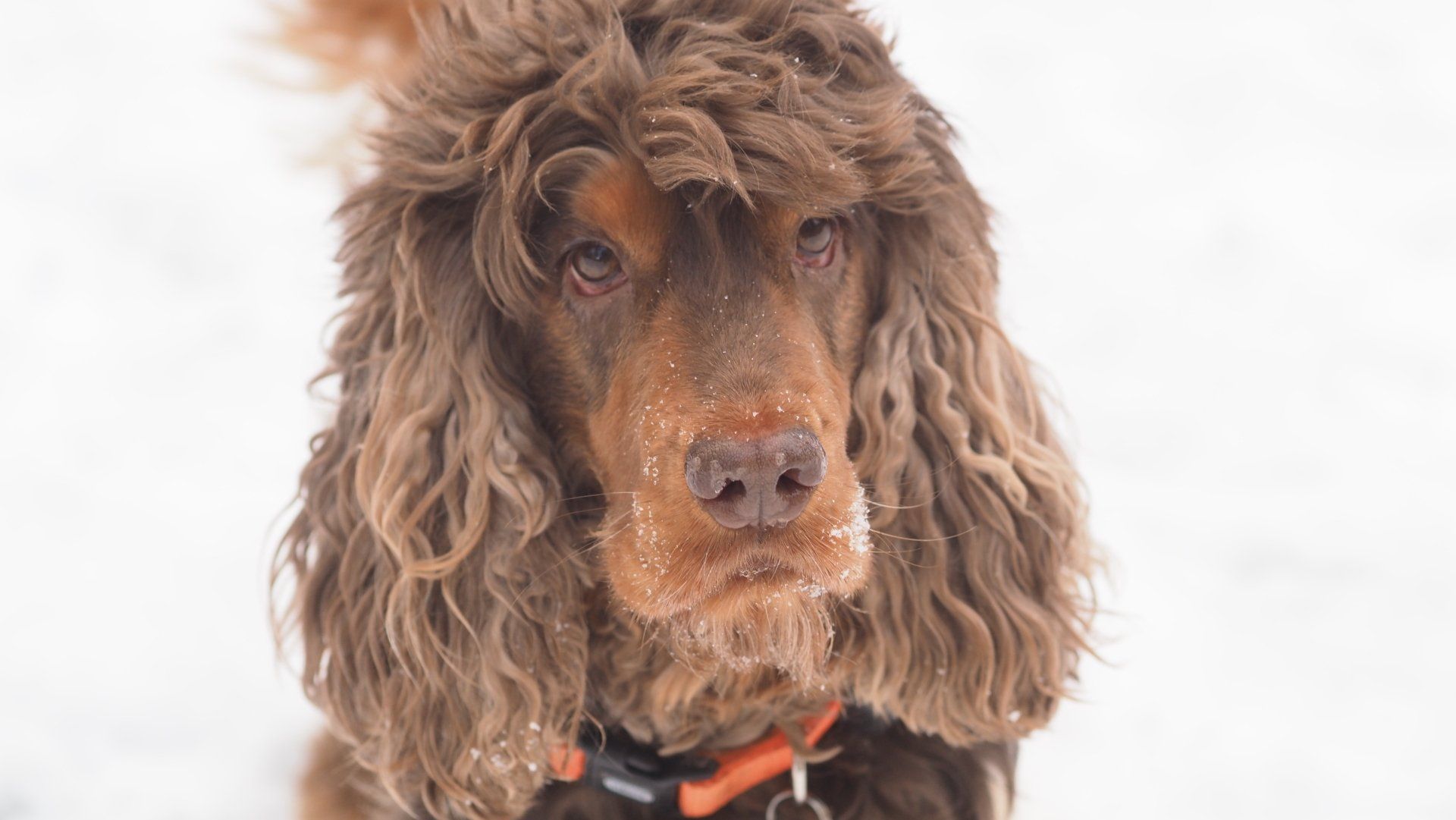 Brown curly-haired dog with a black collar, facing forward against a white background