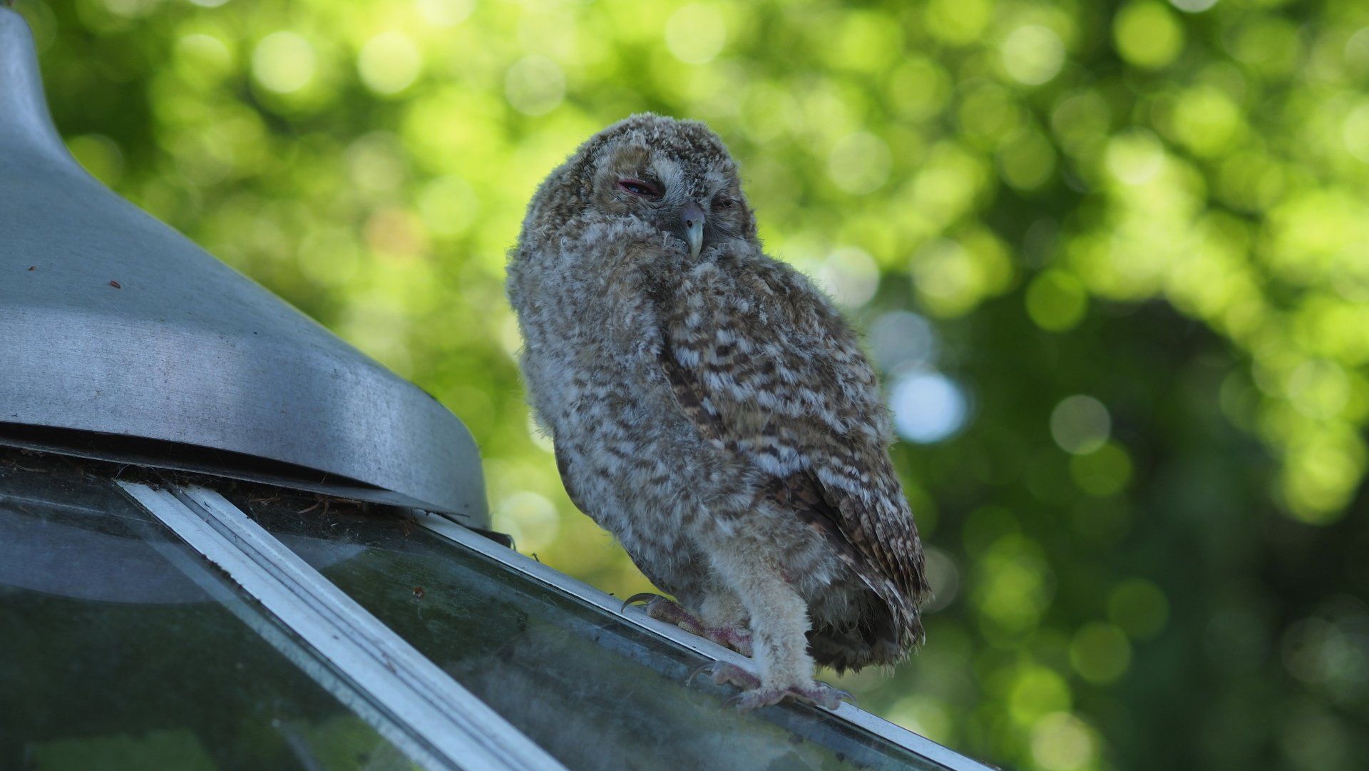 Gray owl perched on a car roof in a sunny green outdoor setting