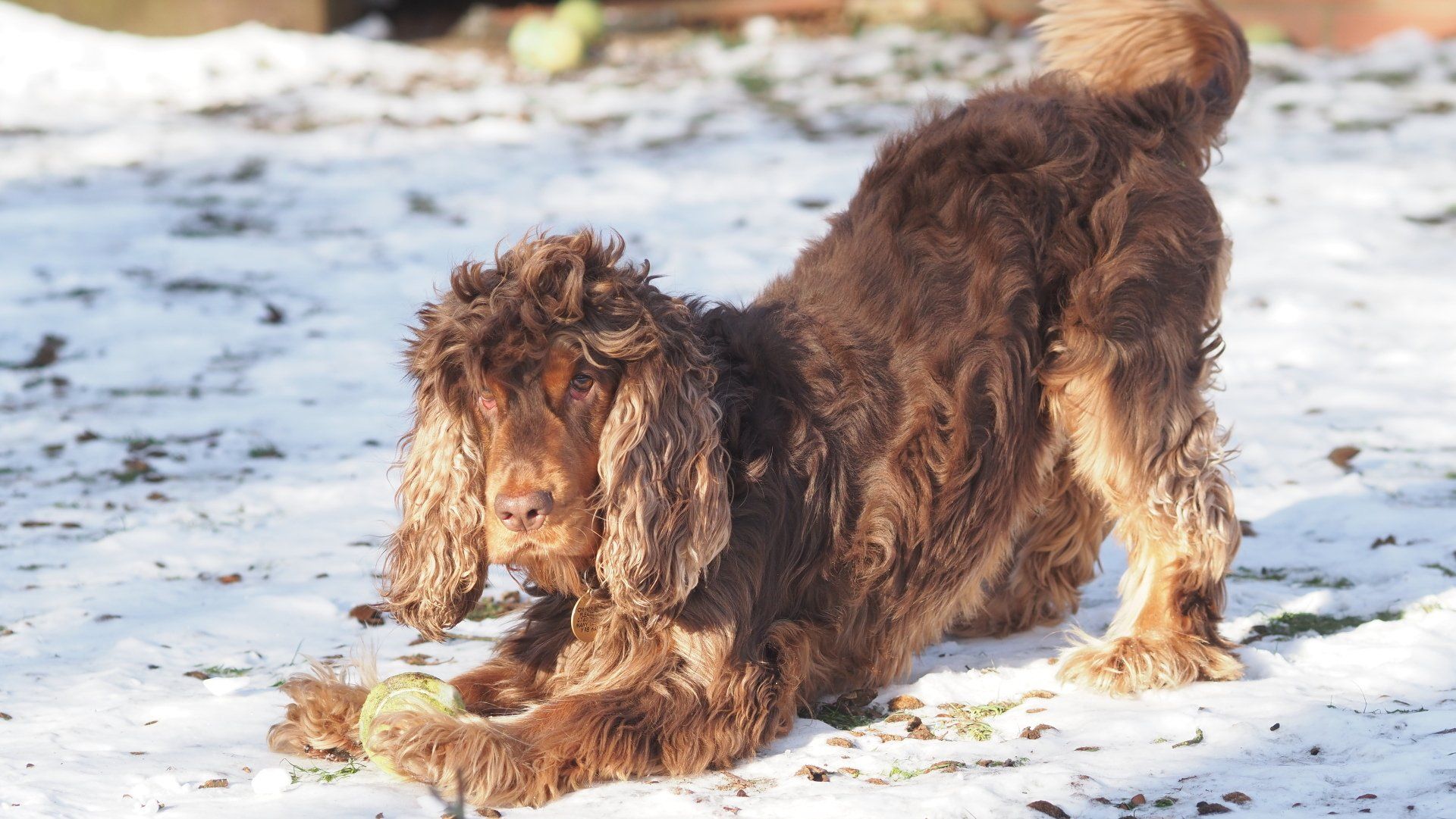 Brown shaggy dog standing on snowy ground with its head lowered sniffing or digging