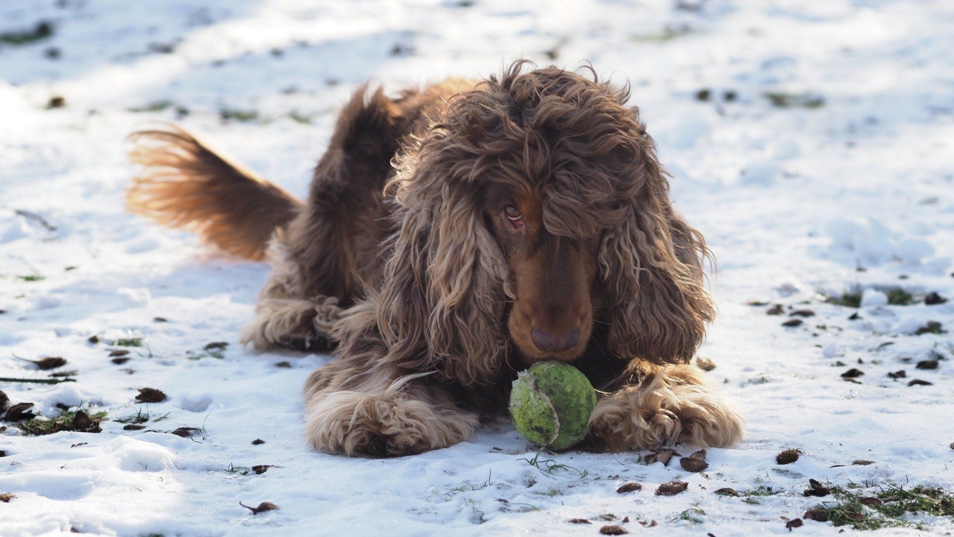 Brown dog lying on snowy ground, holding a green ball in its mouth