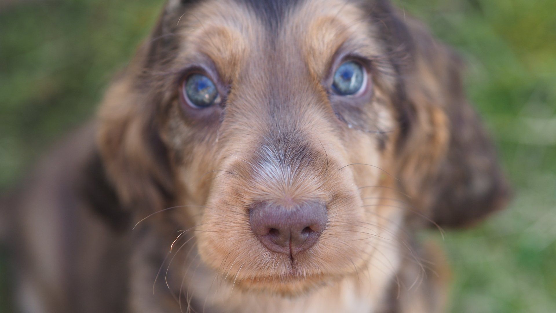 Close-up of a brown puppy with blue eyes and floppy ears looking at the camera