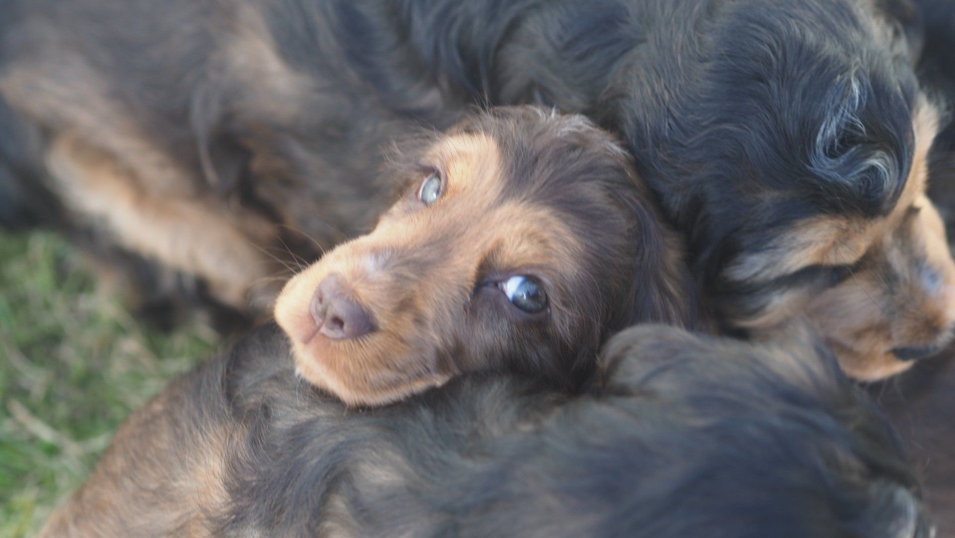 Two fluffy puppies cuddling, one brown pup looking up with blue eyes.