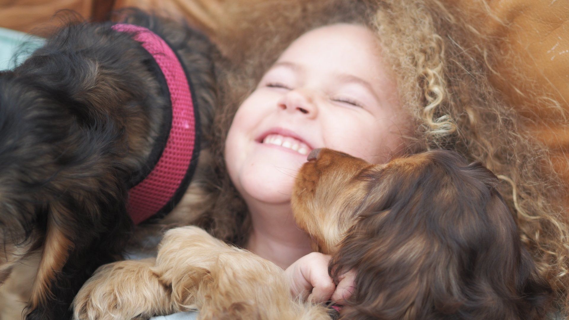 Child smiling between two dogs, one black with a red collar and one brown, cuddled close together