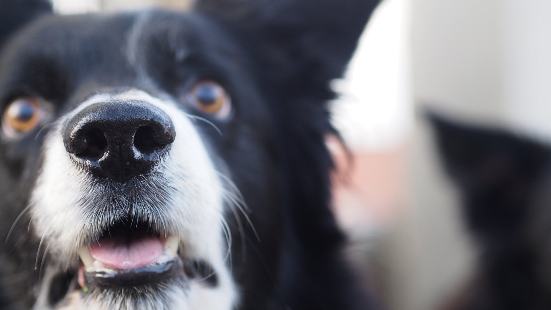 Close-up of a black and white dog looking into the camera with a blurred dog in the background