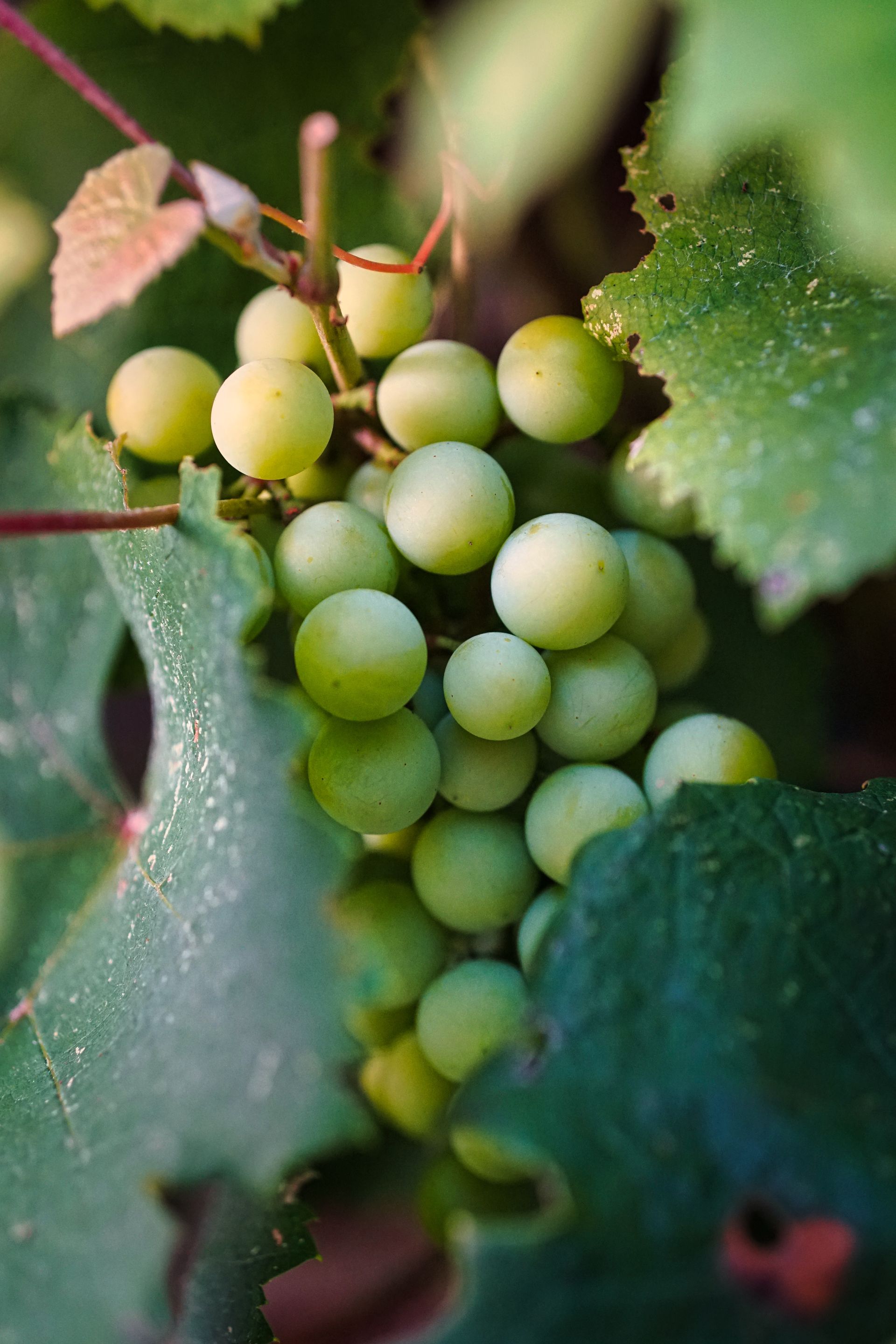 Cluster of green grapes hanging on a vine among leafy foliage