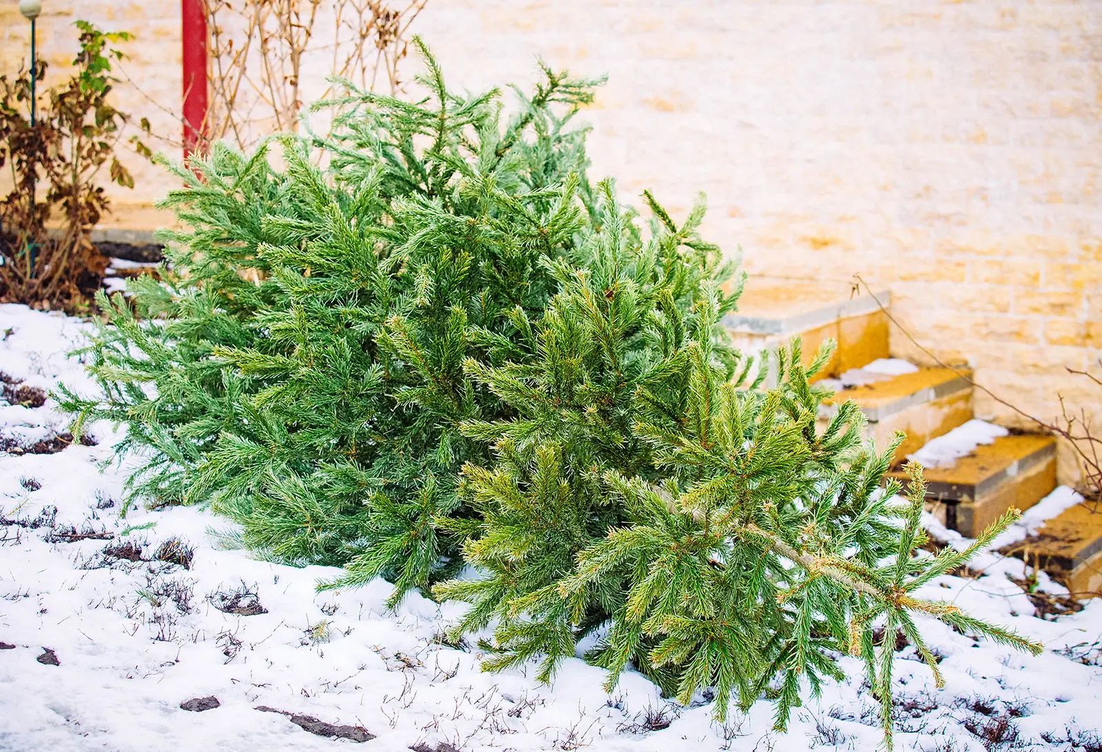 a christmas tree is laying on the ground in the snow