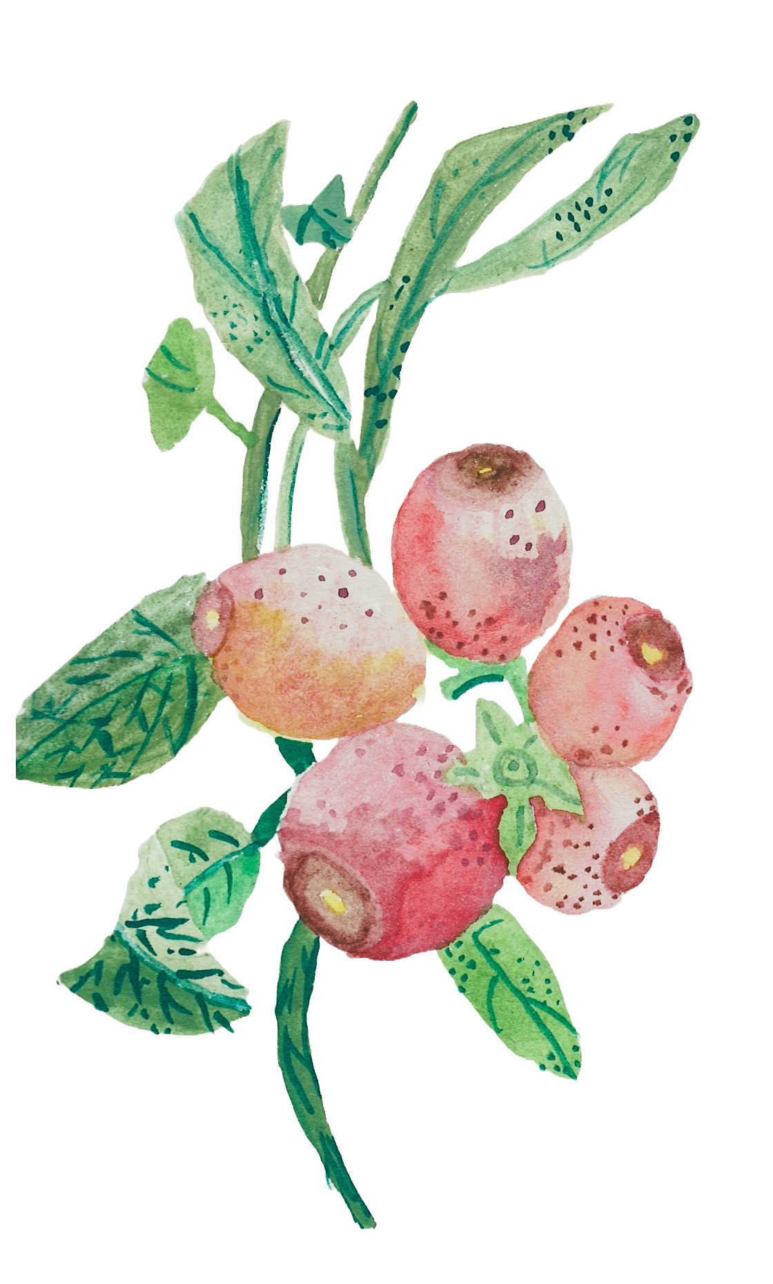 Watercolor of pink flowers with green leaves on a branch