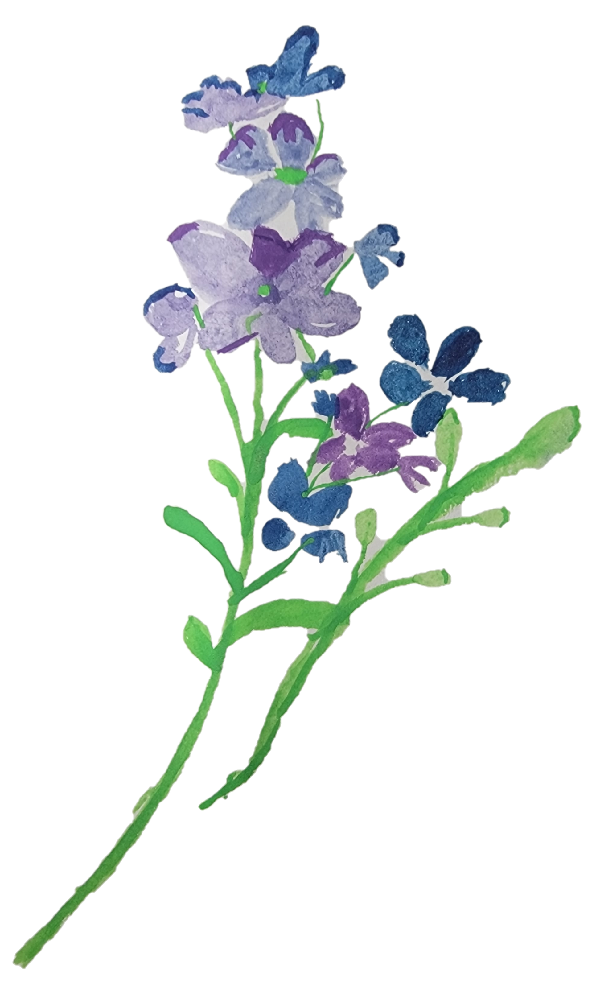 Watercolor-style purple and blue wildflowers with green stems on a white background