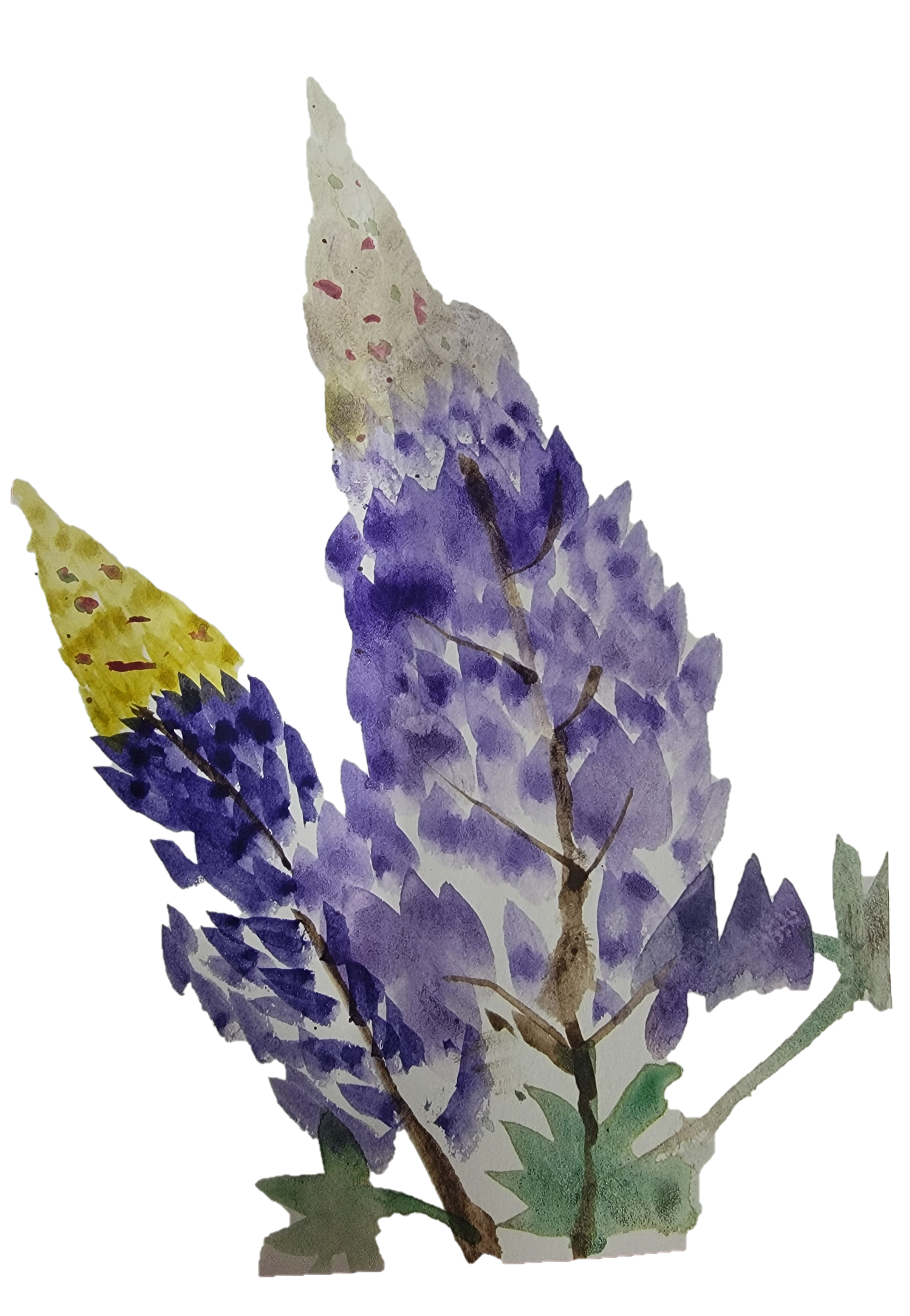 Purple lupine flowers with green leaves on a white background