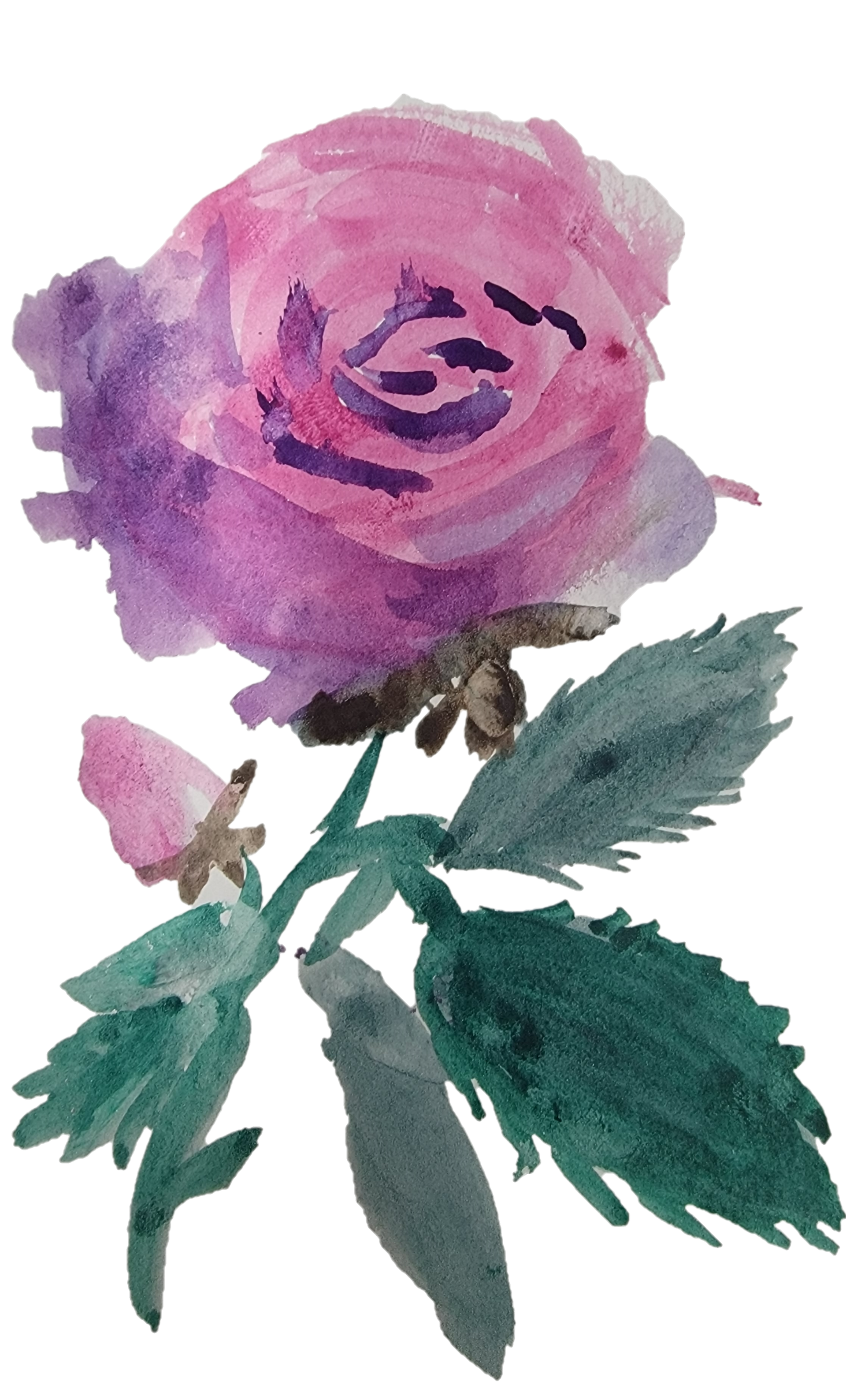 Watercolor pink-purple rose with green leaves on a white background