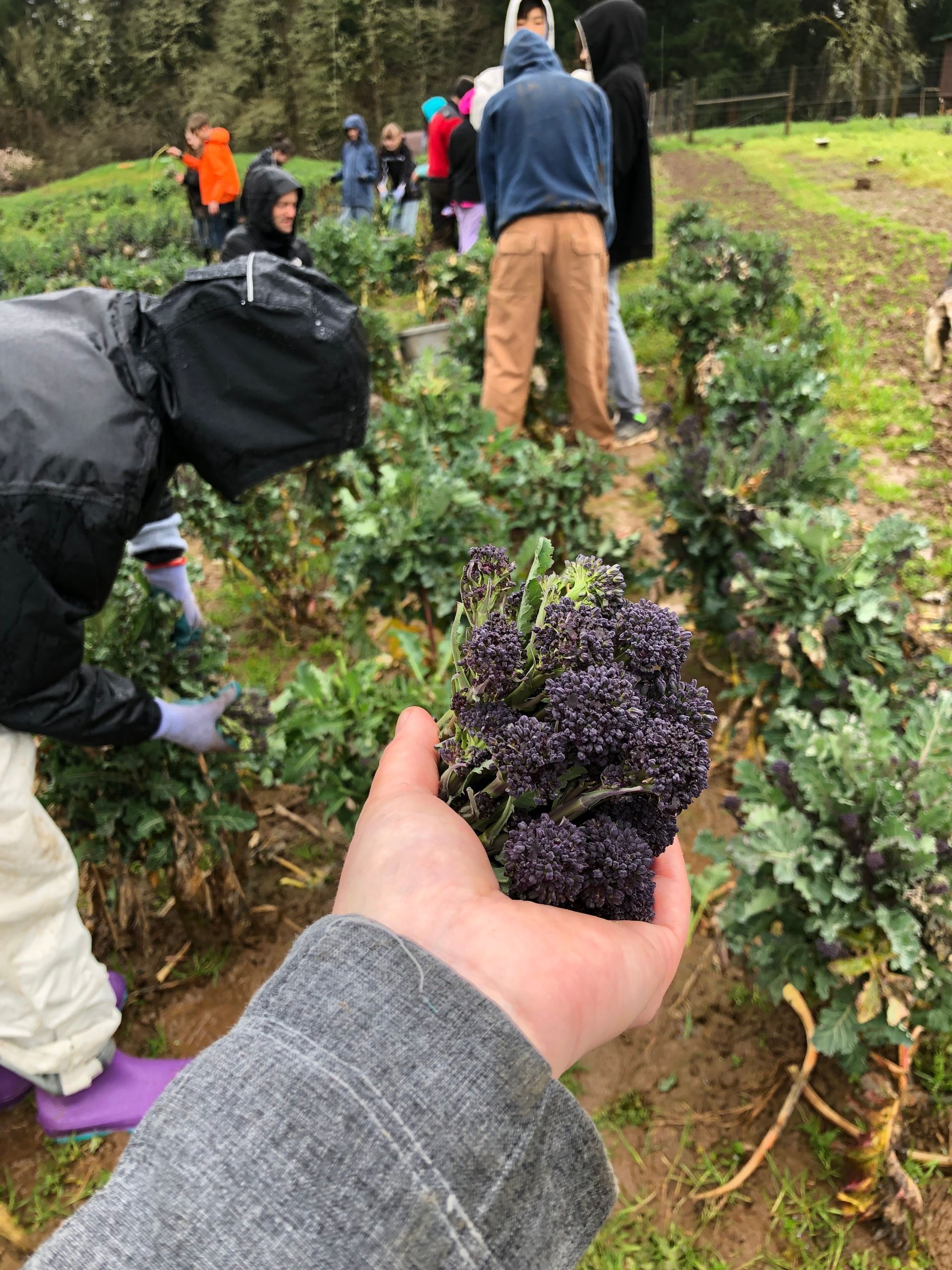 A person is holding a bunch of purple broccoli in his hand and others are working in the orchard