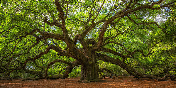 Large sprawling tree with dense green foliage in a sunlit field