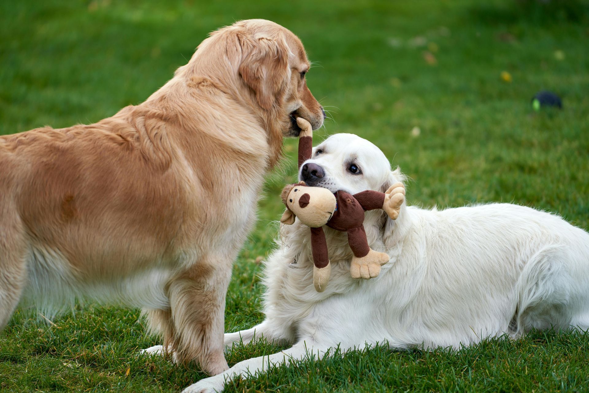 Two golden retrievers on grass, one holding a stuffed toy in its mouth, nose-to-nose interaction