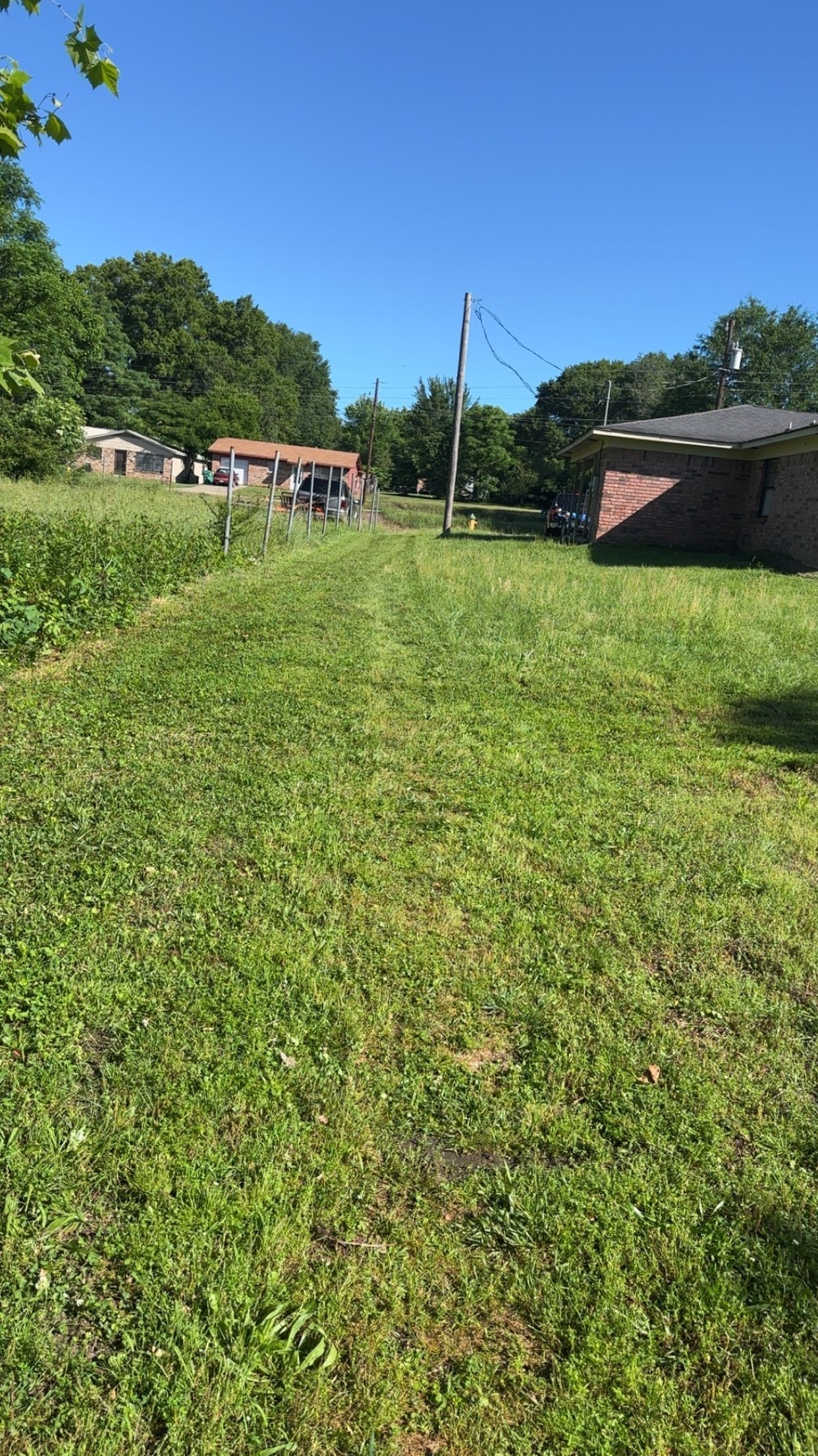 Grassy yard under a clear blue sky, with houses and trees along the edges.