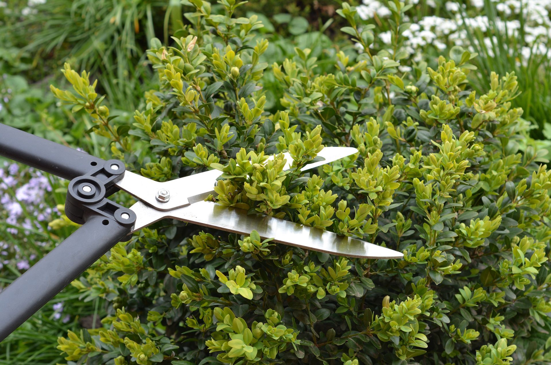 Garden shears trimming a dense green hedge