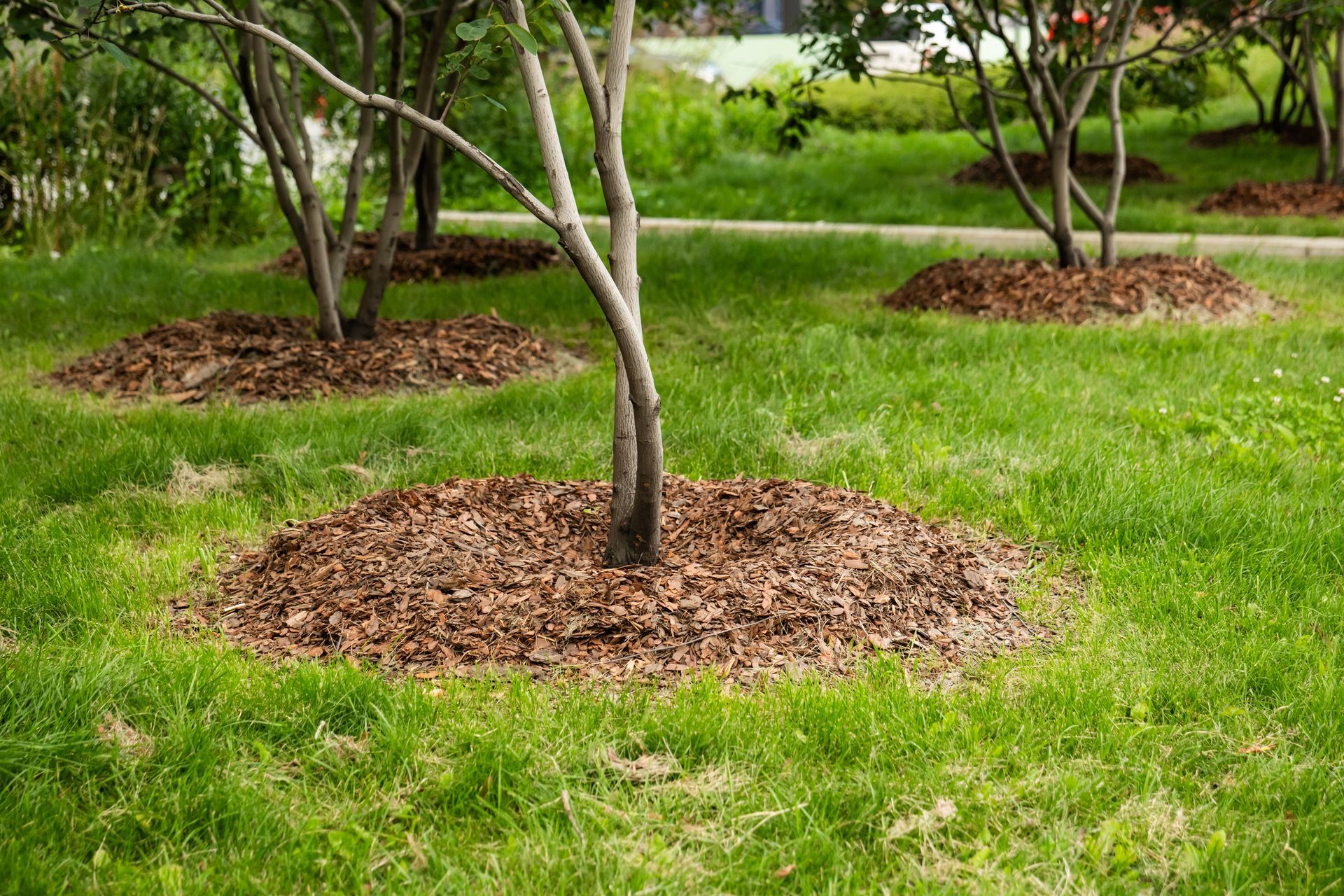 Young trees in a grassy park, each surrounded by a ring of brown mulch.