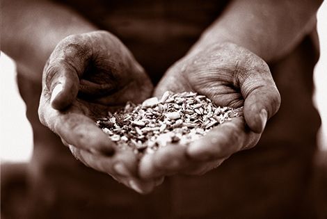 Farmer's hands holding grain