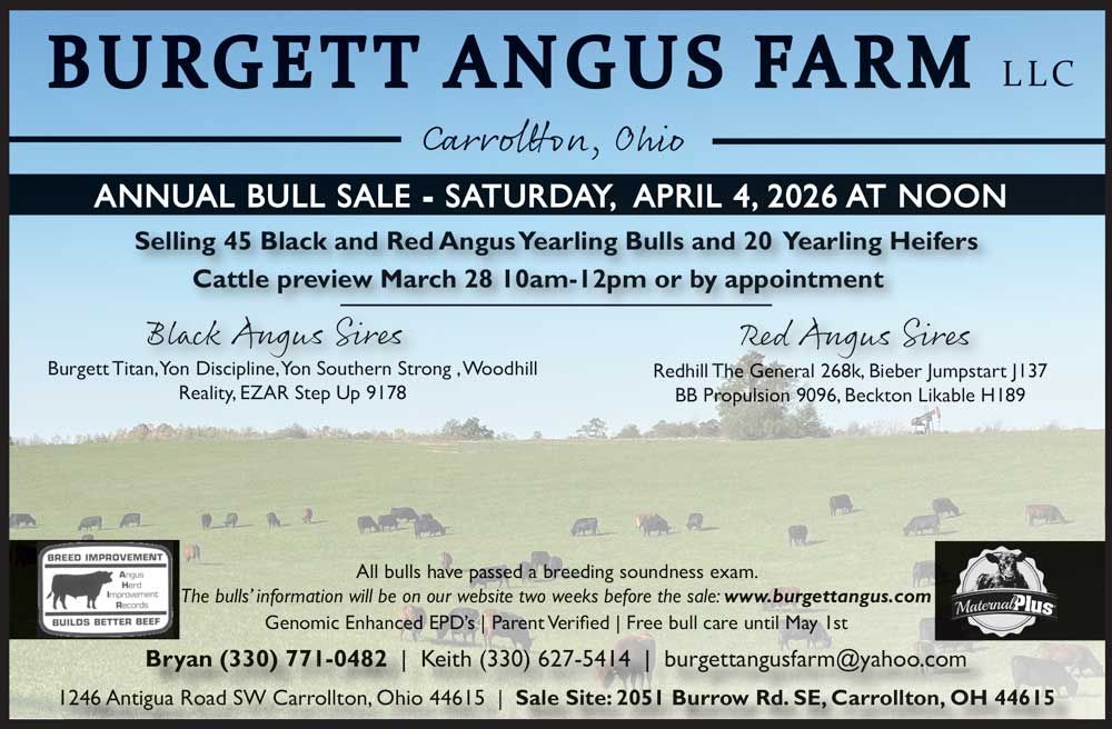 Registered Angus Heifers for Sale