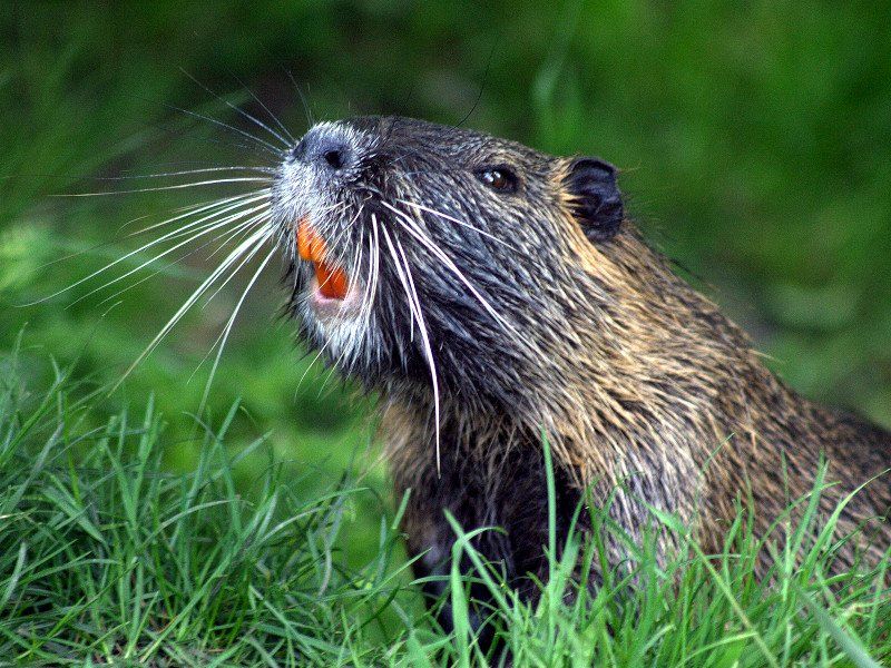 Een bever met een wortel in zijn bek staat in het gras.