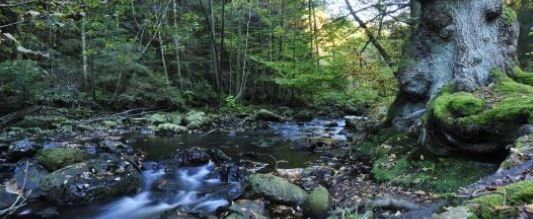 Een rivier die door een weelderig groen bos stroomt, omgeven door bomen en rotsen.
