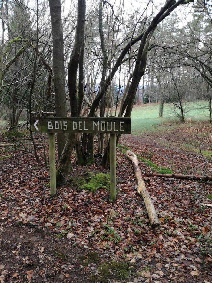 Een houten bord midden in een bos met de tekst bois del moule.