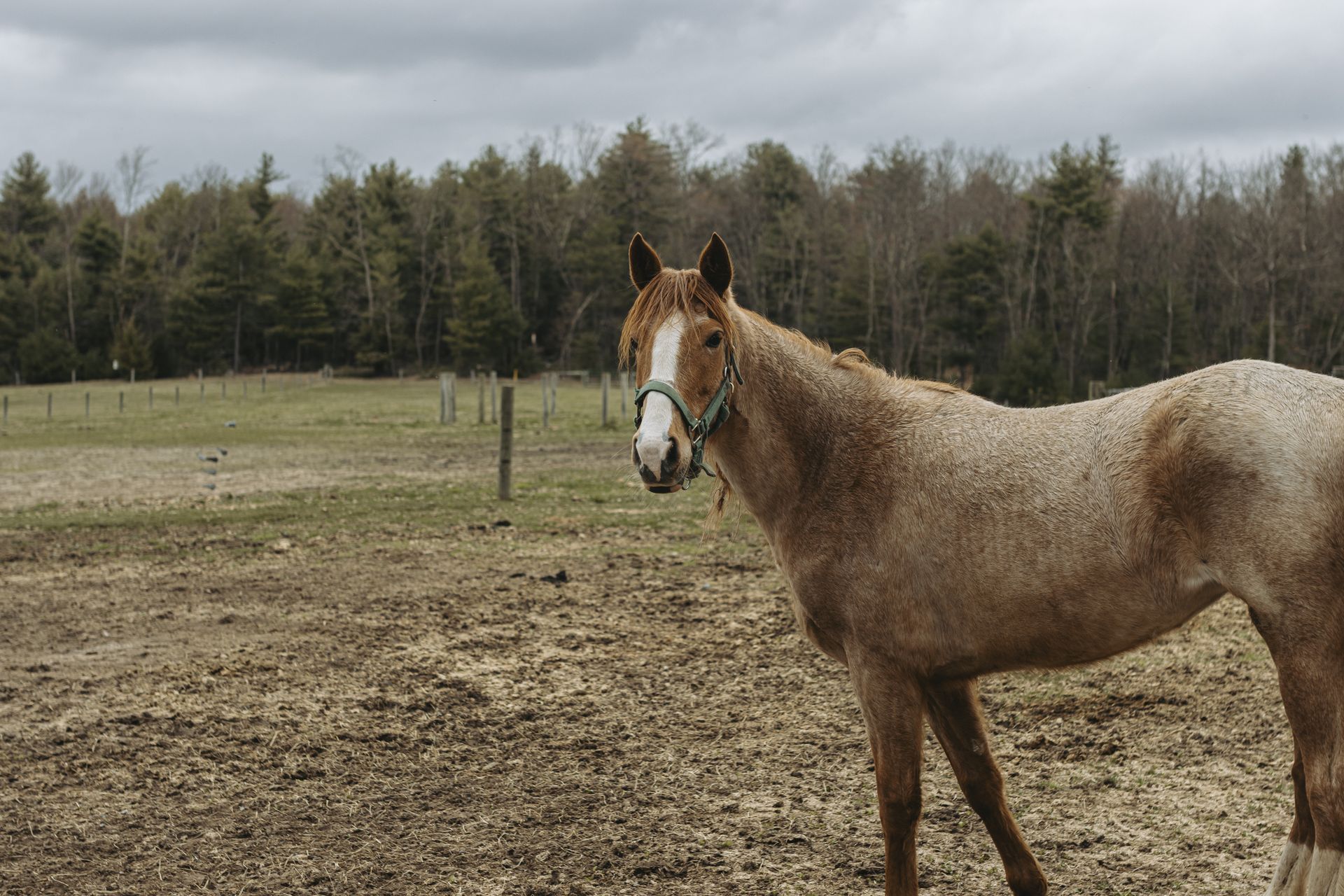 Super durable horse treadmills near me