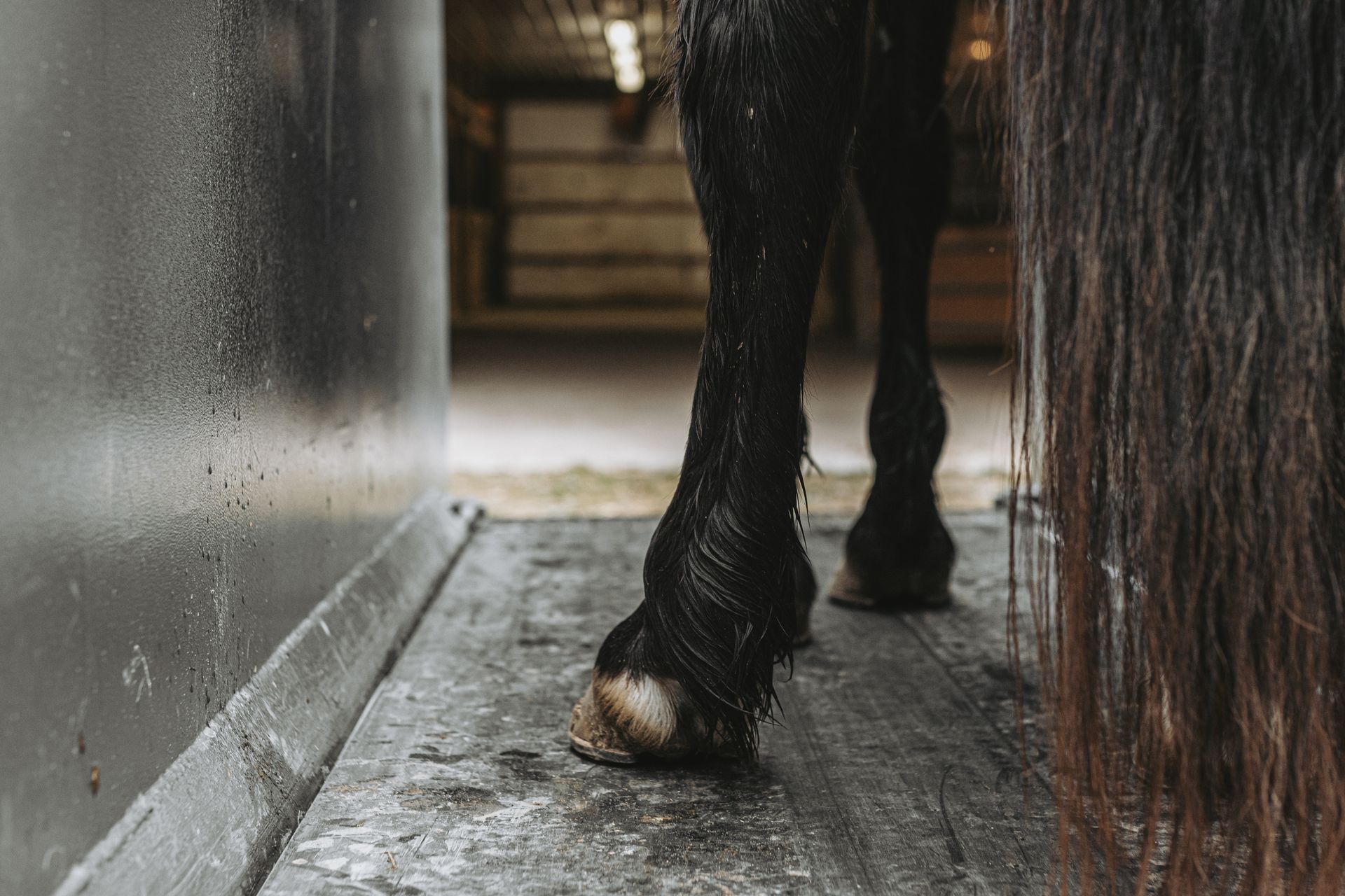 Pennsylvania made horse treadmills