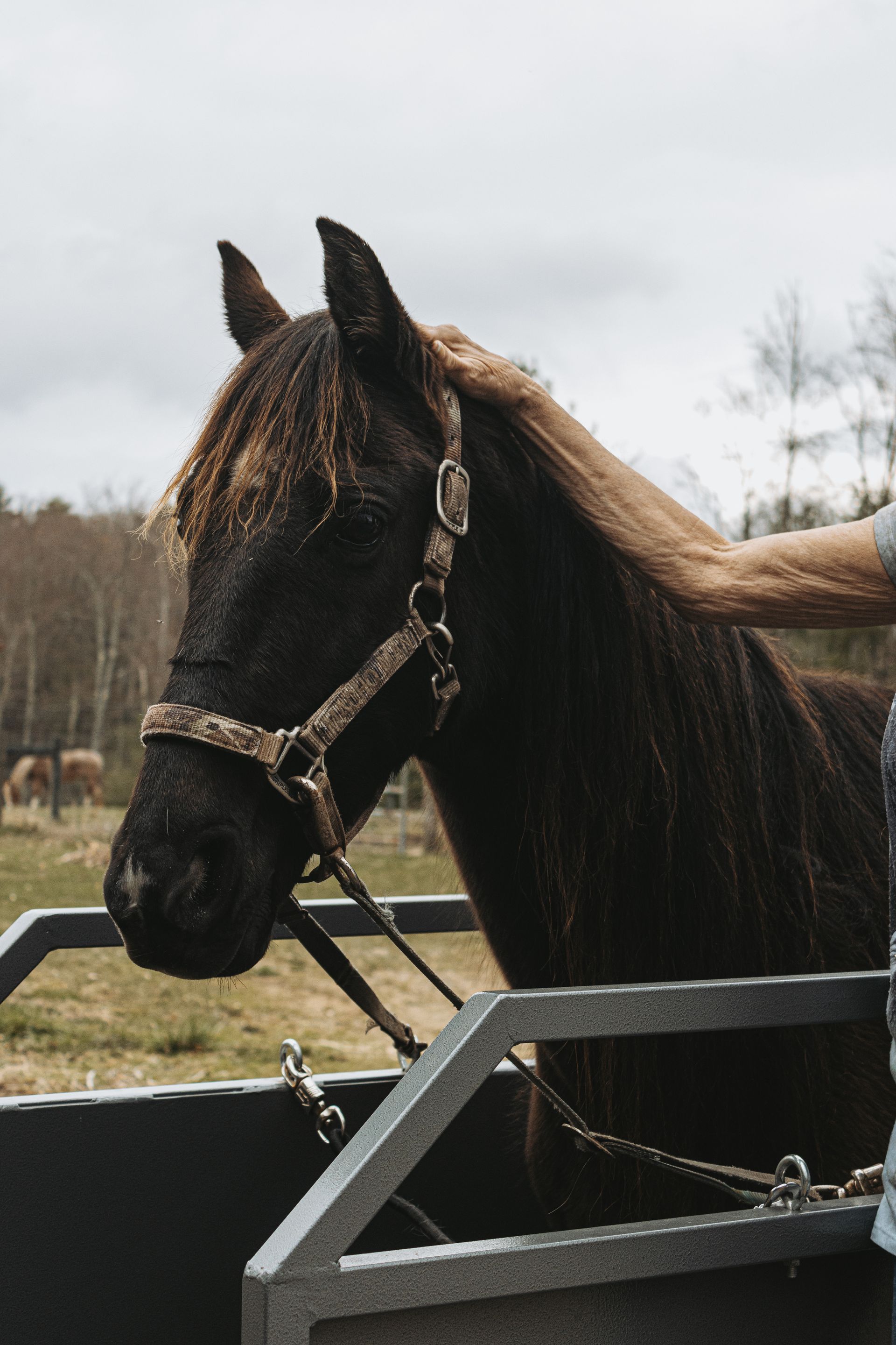 Horse treadmills made in the USA