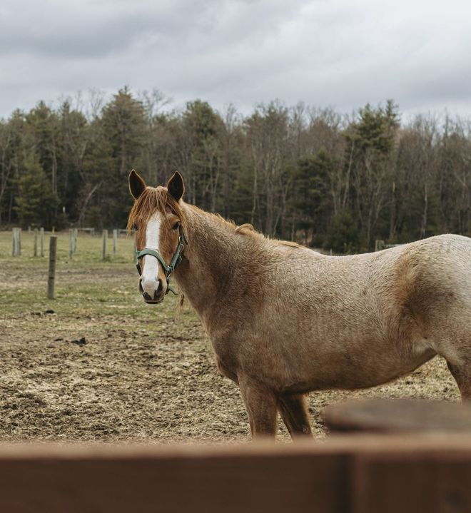 Treadlite brand treadmills for horse health