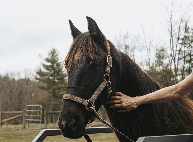 Horse treadmill for equestrian physiotherapy and training