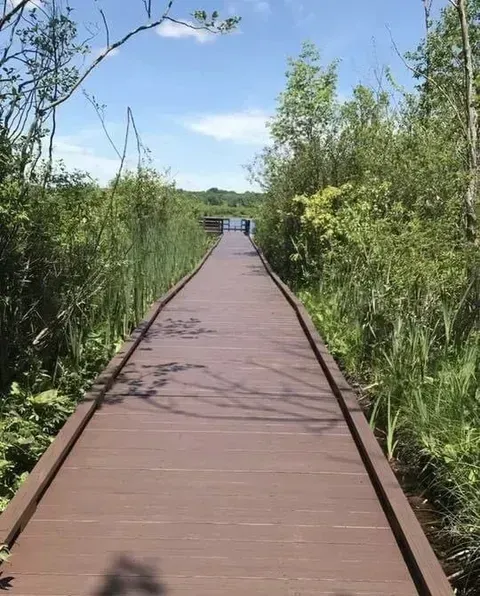 Wooden boardwalk through tall green marsh grasses under a bright blue sky