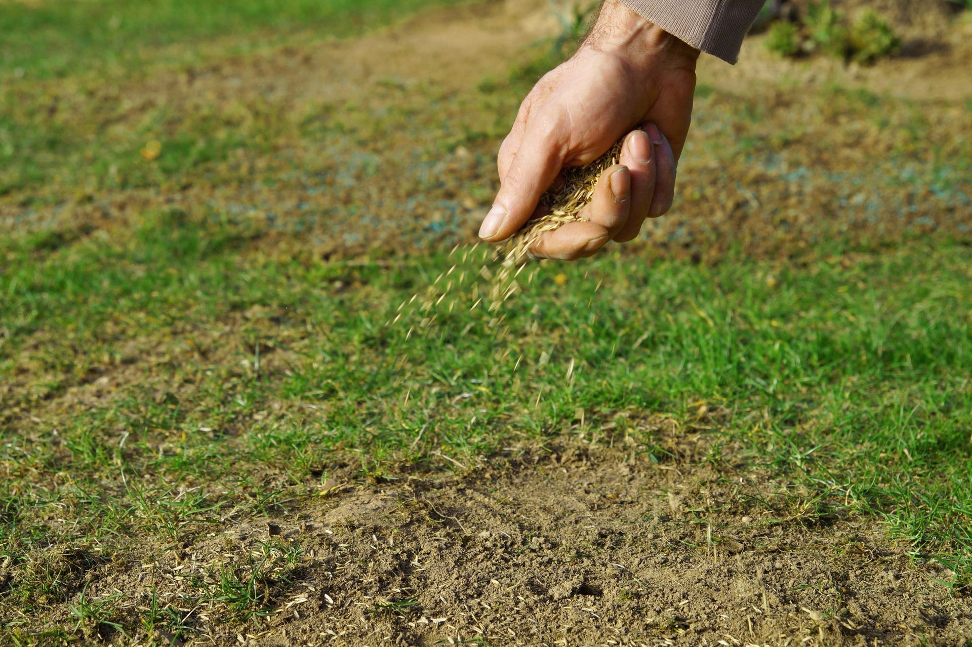 Hand scattering grass seed onto a patchy lawn.