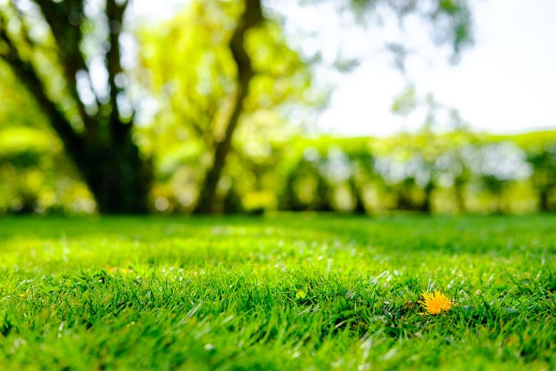 Lush green grass in focus, with blurred trees and bright sunlight in background.