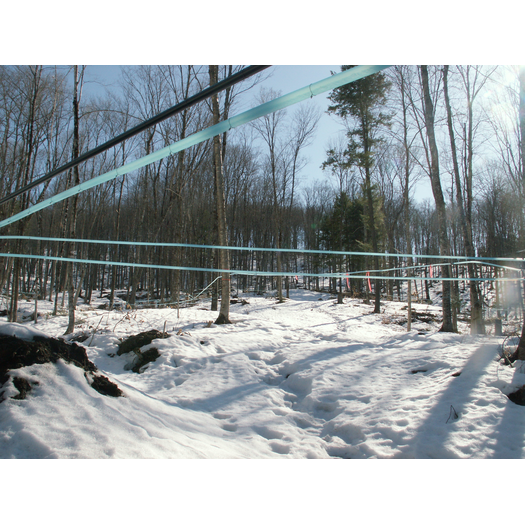 Limlaw Family Maple Farm