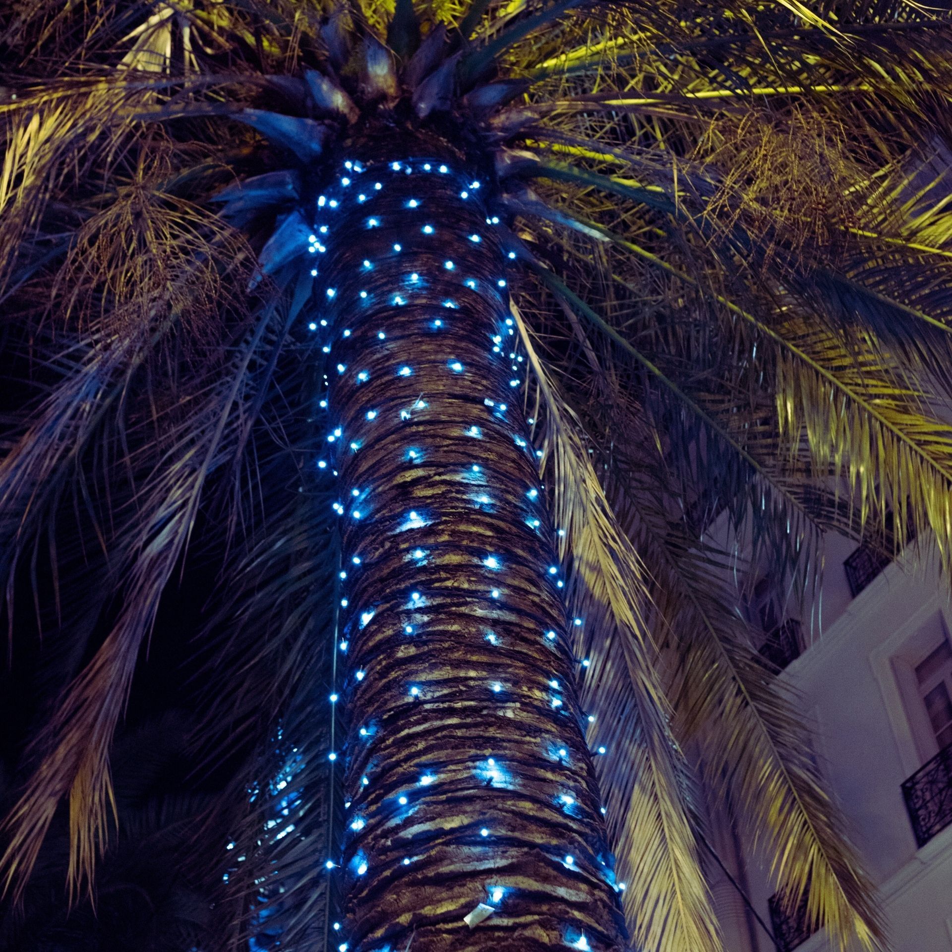 Palm tree trunk wrapped in blue string lights at night.