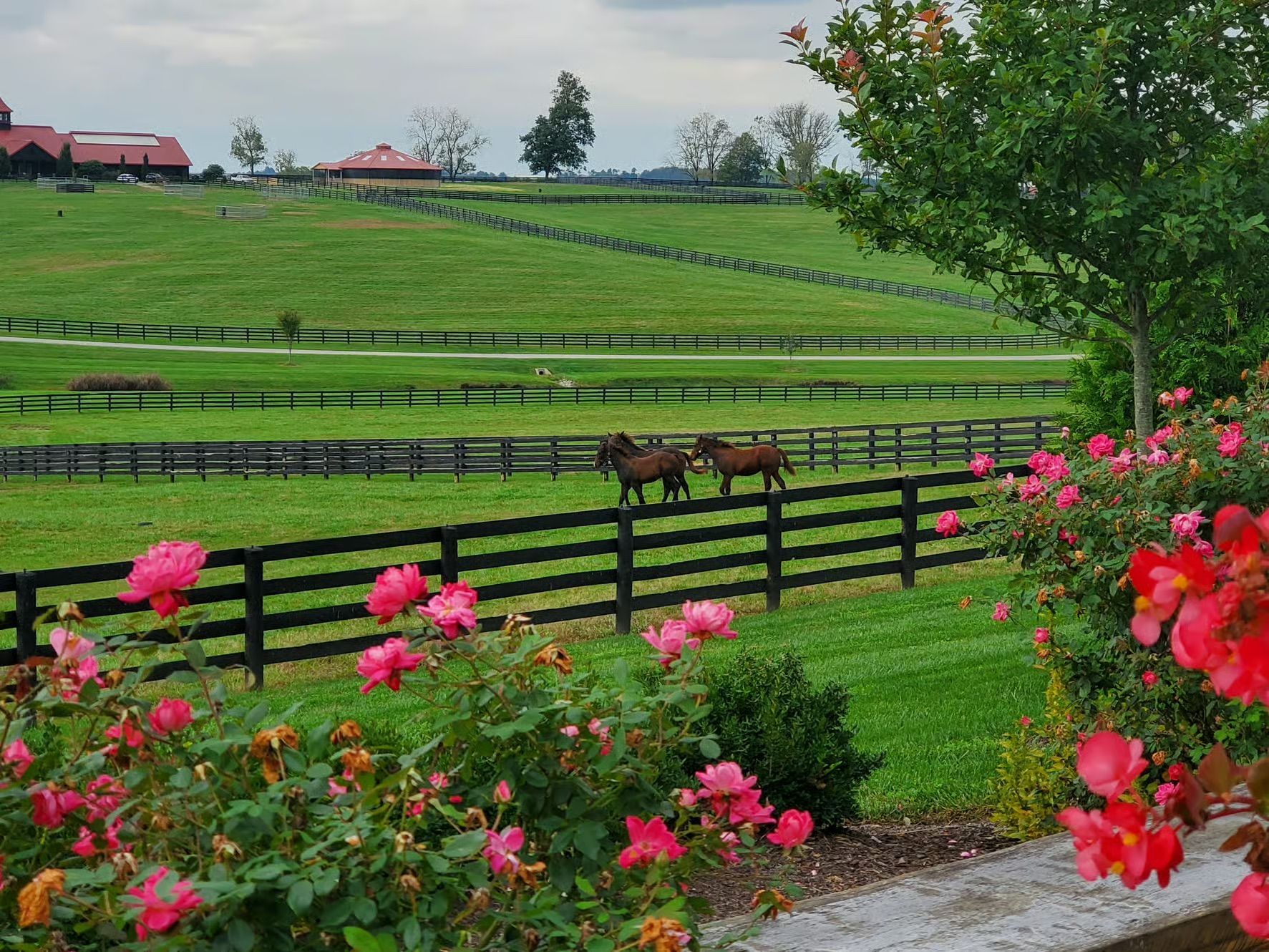 Green hillside pasture with black fences, pink flowers in front, and farm buildings in the distance
