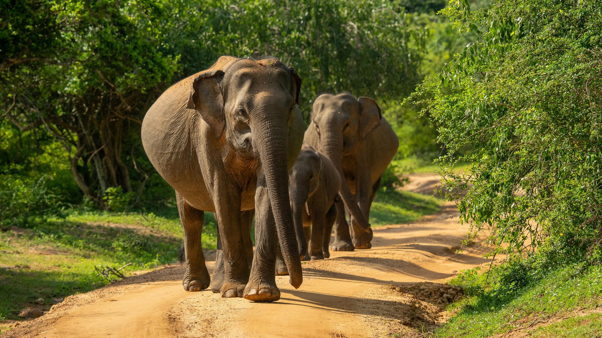 Elephants walking along a dirt path in a green forest