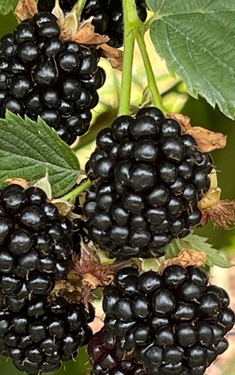 Close-up of ripe blackberries on the vine with green leaves and stems