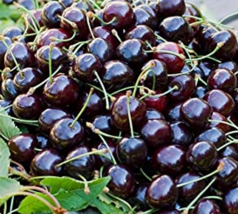 Pile of glossy dark red cherries with green stems and a few leaves