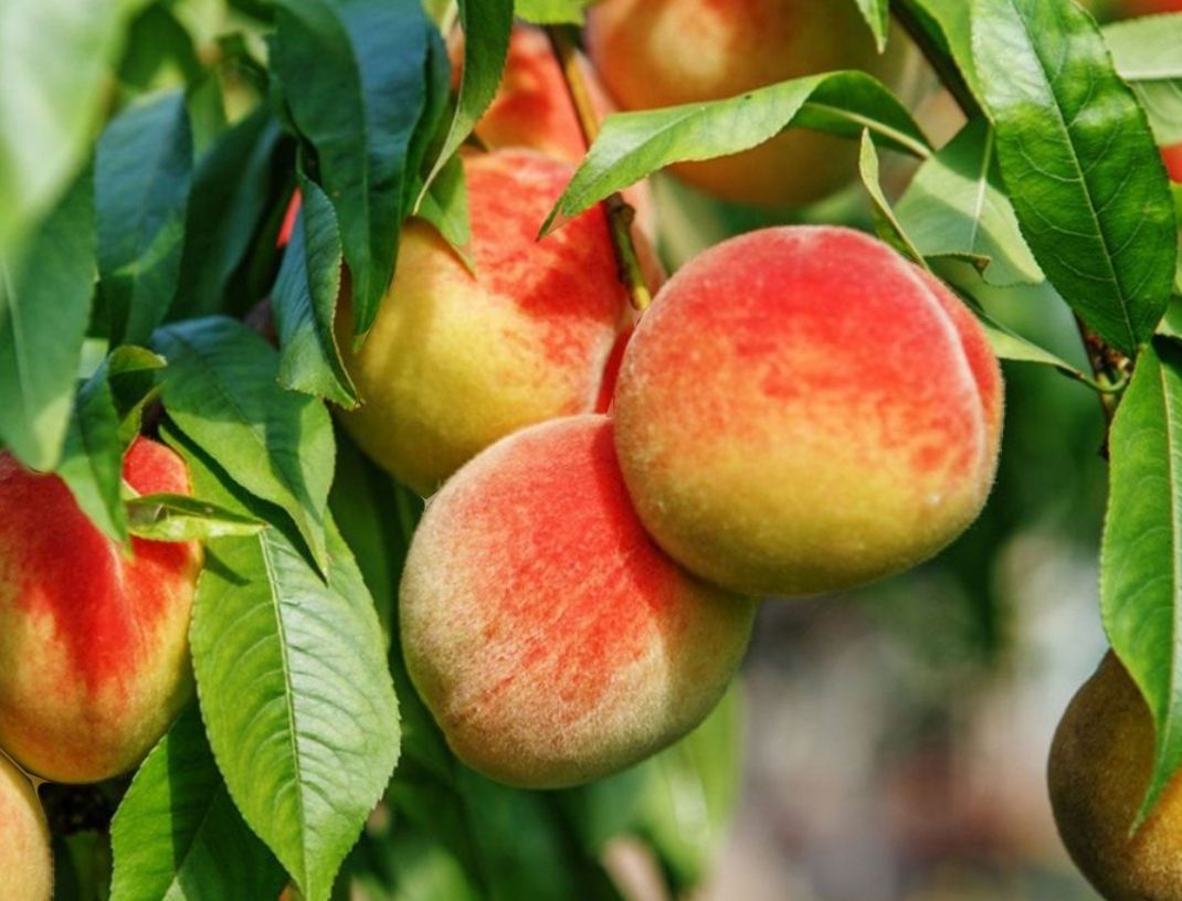 Ripe peaches hanging on a tree among green leaves, with red and yellow skin